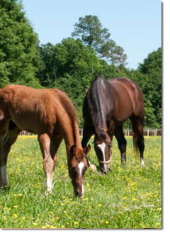 Clear Creek Mare and Foal